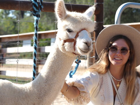 Portrait of a fluffy white alpaca in a red halter beside a smiling woman at an animal farm