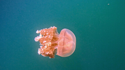 Golden Jellyfish Swimming Sideways in Jellyfish Lake © Kaitlind