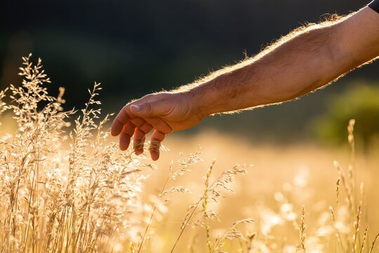 Hand touching tall grass in golden hour sunlight