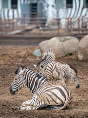 zebra in the zoo © Muren