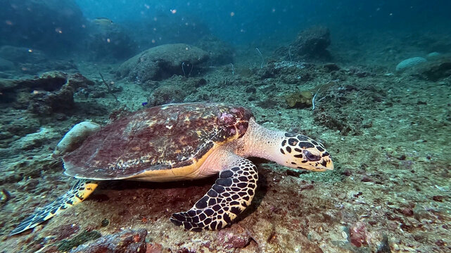 Hawksbill Turtle Feeding Among Broken Coral at Turtle Rock
