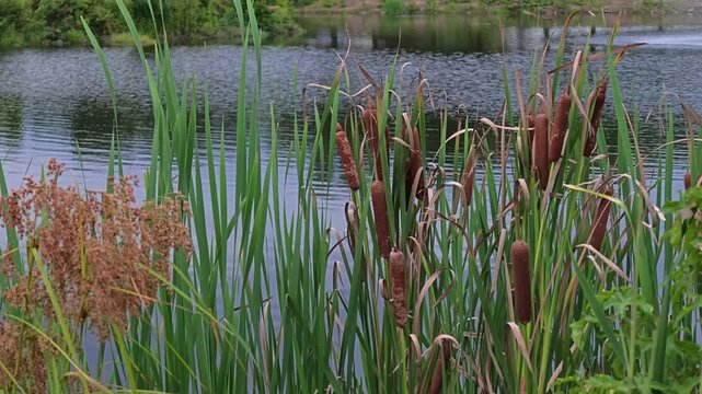 A perennial aquatic and riparian plant of the genus Typha (family Typhaceae), characterized by distinctive brown, velvety inflorescences.