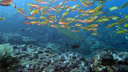 School of Yellowtail Fusiliers Over the Reef at Richelieu Rock © Kaitlind