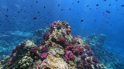 Fototapeta premium Magenta Soft Corals Crowning a Pinnacle at Richelieu Rock