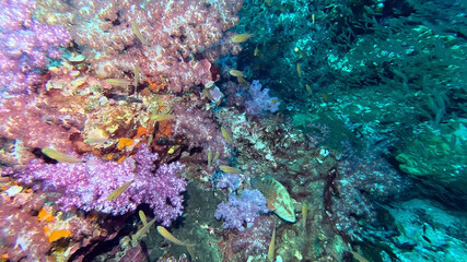 Violet Soft Corals, Orange Sponges and a Grouper on the Reef Wall © Kaitlind