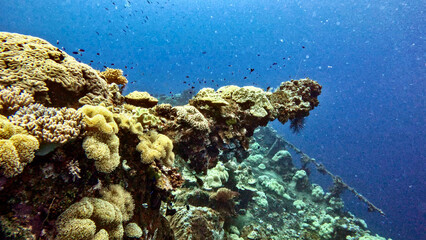Coral-covered gun on the bow of the Fujikawa Maru WWII ship © Kaitlind