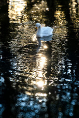 A swan swims through shimmering golden reflections. © Shutter & Pixel Co.