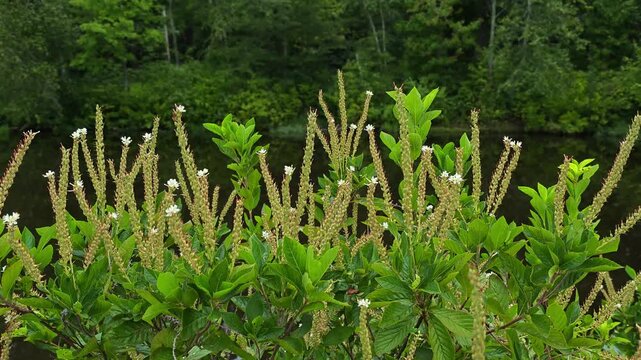 Clethra is a beautiful deciduous shrub valued for its fragrant flowers.