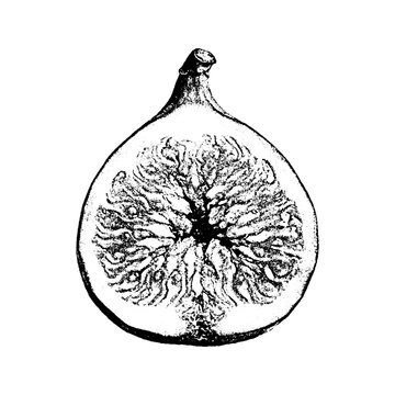 Detailed ink drawing of a halved fresh fig fruit with illustration monochrome artistic botanical ingredient vegetarian detailed minimalist culinary nutrition seasonal