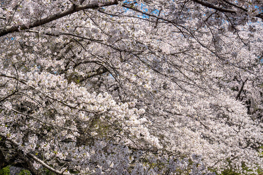 White cherry blossoms cluster densely on the branches.