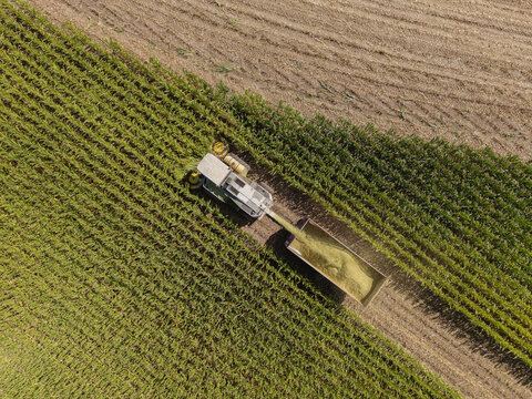 Freedom, Wisconsin, United States - 10 September 2026: Aerial view of a combine harvester chopping corn for silage in a field.