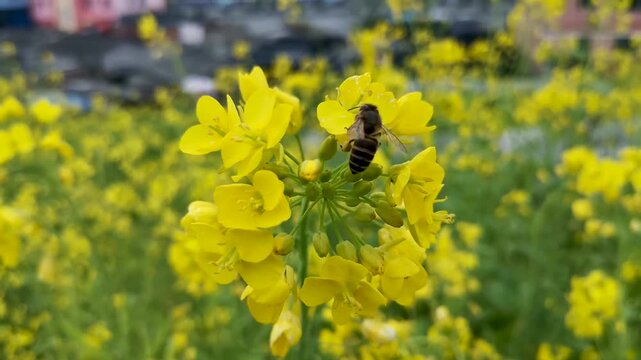 Honeybee Pollinating Bright Yellow Rapeseed Flowers in Spring Field