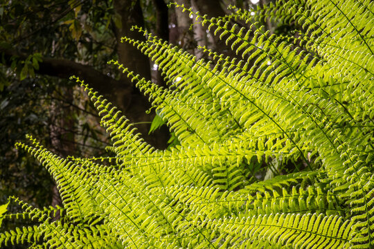 Ferns grow densely across a sunlit forest floor.