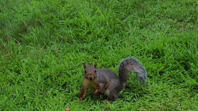 A gray squirrel (Sciurus carolinensis) sitting on bright green grass.