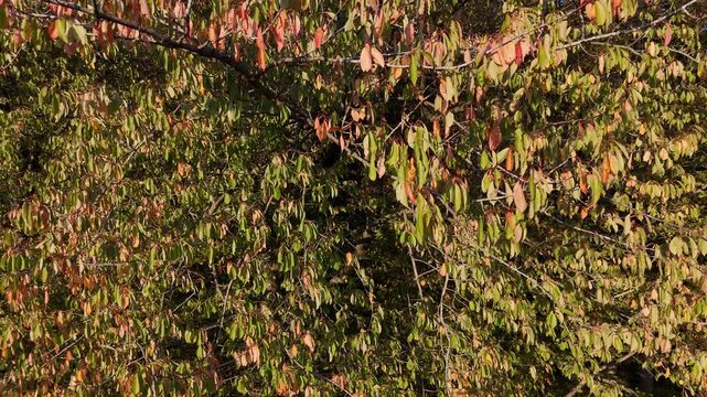 vue rapproch&eacute;e sur des feuilles d'arbres dess&eacute;ch&eacute;es apr&egrave;s les canicules et la s&eacute;cheresse de l'&eacute;t&eacute; 2026 en Lorraine. La v&eacute;g&eacute;tation est d&eacute;j&agrave; aux couleurs de l'automne fin septembre et d&eacute;but octobre. 