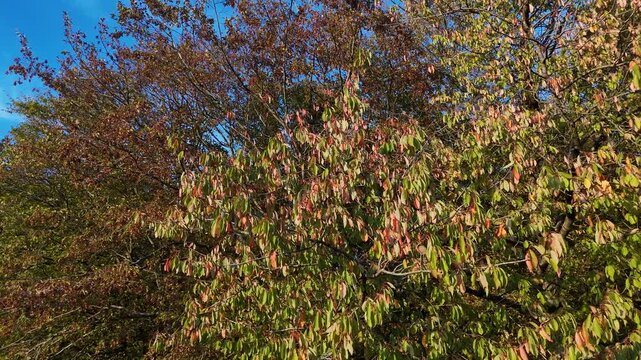 vue rapproch&eacute;e sur des feuilles d'arbres dess&eacute;ch&eacute;es apr&egrave;s les canicules et la s&eacute;cheresse de l'&eacute;t&eacute; 2026 en Lorraine. La v&eacute;g&eacute;tation est d&eacute;j&agrave; aux couleurs de l'automne fin septembre et d&eacute;but octobre. 