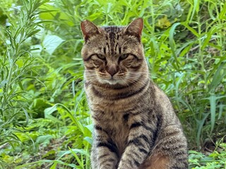 cat on the grass © Євгеній Дзюба