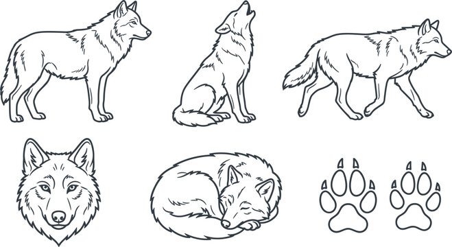 Wolf Vector Line Art Icon Set featuring Howling, Standing, Walking, and Sleeping Wolves with Head Portraits and Paw Prints for Creative Designs