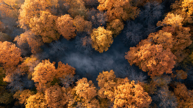 Sunrise illuminates fall foliage around patches of low mist