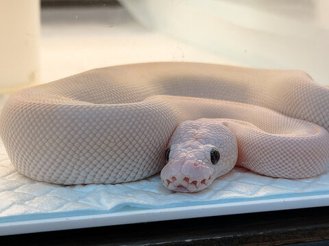 snake in a box