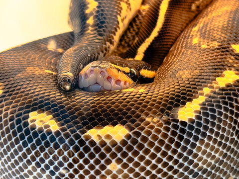 close up of a python