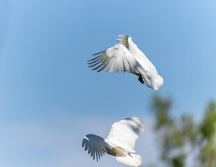 Beautiful white plumed Little Corella or Cacatua sanguinea taking flight © Brian Scantlebury