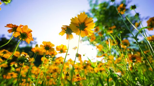 Macro shots of daisies and chamomile with bees pollinating in a sunlit meadow, water droplets on leaves, shallow depth of field