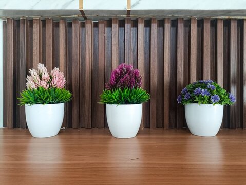 Decorative Potted Plants