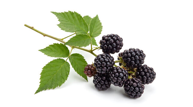 Fresh ripe blackberry branch with dark juicy berries and green leaves isolated on pure white background, healthy organic wild bramble fruit full of antioxidants for nutrition and culinary