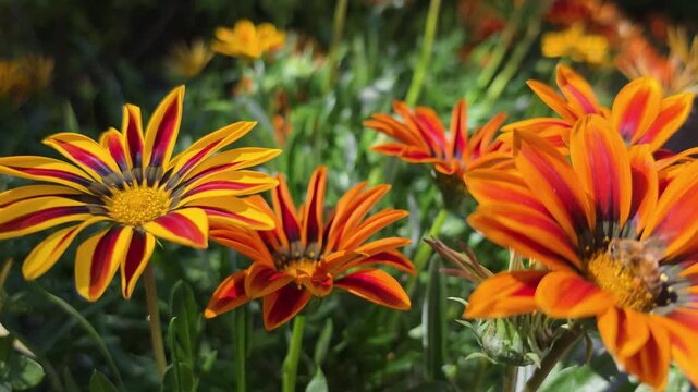 Close up macro of honeybee pollinating orange gazania flower at Butchart Gardens