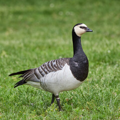 Barnacle Goose Branta leucopsis bird walking in green grass in park in Finland © Mehis