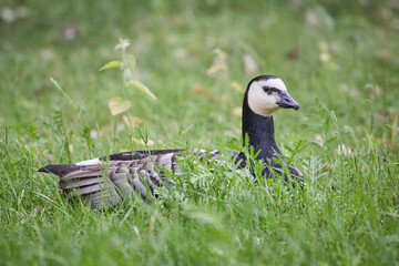 Barnacle Goose Branta leucopsis bird sitting in deep green grass in park in Finland © Mehis