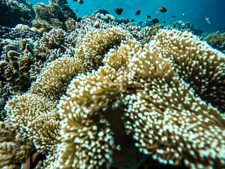 underwater coral reef © Asril