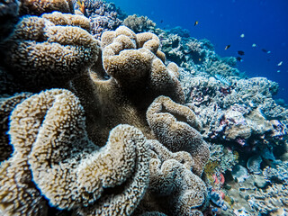 coral reef © Asril
