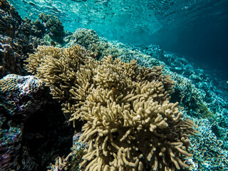 coral reef © Asril