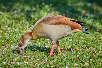 Egyptian goose Alopochen aegyptiaca eating or feeding on beautiful green grass on sunny day in Florida © Mehis