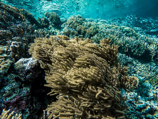coral reef in the sea © Asril