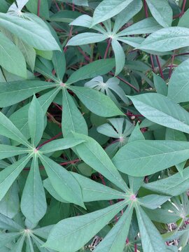 Vibrant, healthy cassava plant foliage featuring palmate green leaves and striking reddish-pink stems, growing densely in a tropical garden. This staple crop is widely cultivated for its edible roots