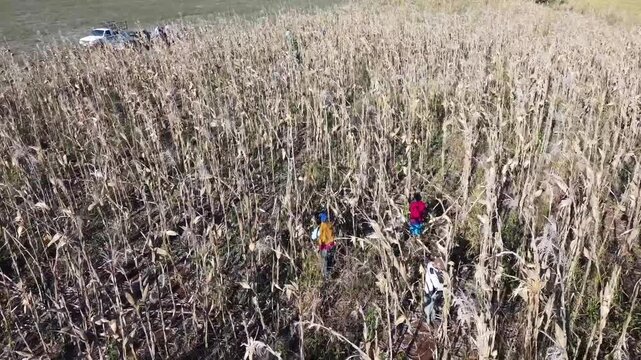 cultivation of Criollo corn from southern Mexico 