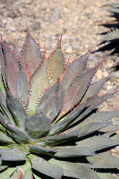 Close-up of a symmetrical Mangave 'Tooth Fairy' (an Agave and Manfreda hybrid) succulent plant, showcasing its thick, spiky blue-green rosette leaves with prominent red marginal teeth on a sunny day