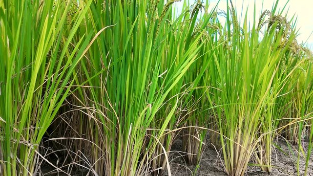 Low angle view of mature rice plants with golden grain panicles in paddy field before harvest, showcasing crop ripening, agricultural productivity, grain yield and food production.