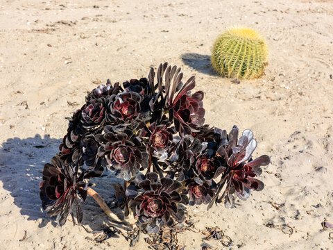 Black tree aeonium Aeonium arboreum and golden barrel cactus Echinocactus grusonii in desert sand