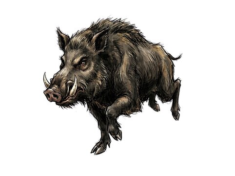 Wild boar animal illustration aggressive pose isolated
