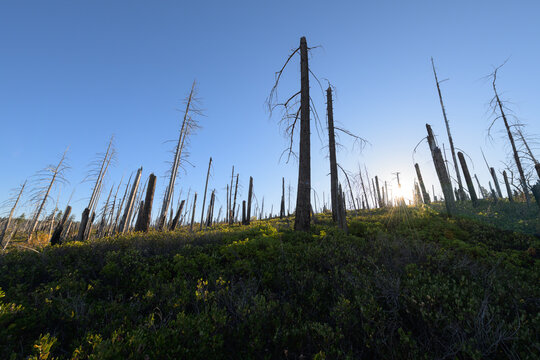 Standing Dead Trees in a Recovering Burned Forest with Green Undergrowth and Blue Sky