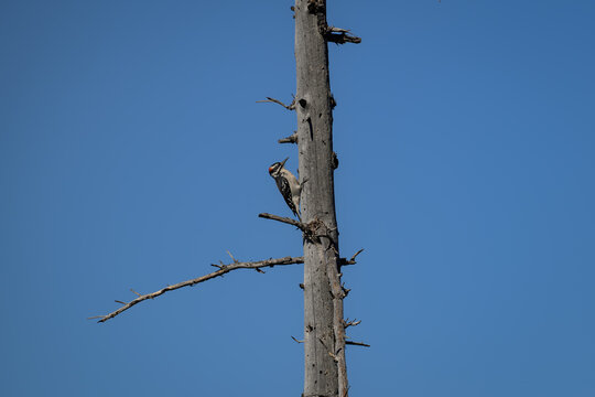 Hairy Woodpecker Perched on a Tall Weathered Snag Under a Clear Blue Sky 