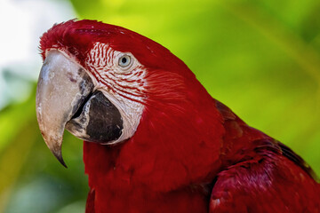 Close-up of a red macaw parrot near Iguazu Falls in Brazil © Kaitlind