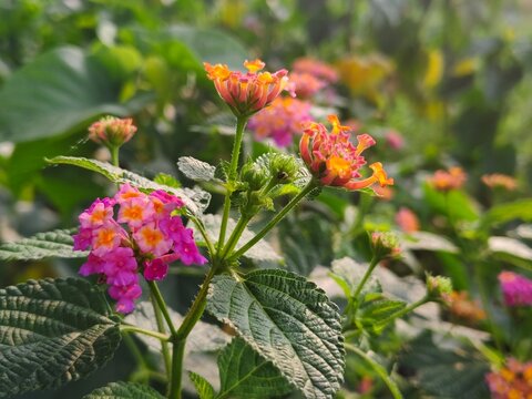 Close up of vibrant pink and orange lantana flowers in sunlight