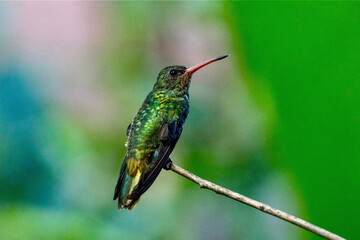 Fototapeta premium Gilded Hummingbird at the Garden of Hummingbirds in Iguazu Argentina