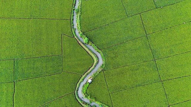 Aerial view of the winding irrigation canal cutting through vibrant green rice paddies in Gedebage, Bandung, West Java, Indonesia.