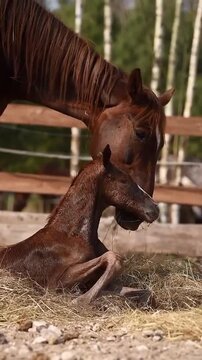 Mother horse grooming her young foal in a sunny outdoor paddock
